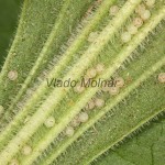 Agrotis exclamationis - Siatica výkričníková 13-05-25