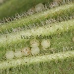 Agrotis exclamationis - Siatica výkričníková 13-06-36