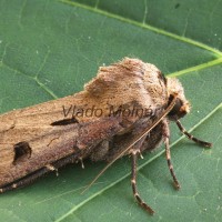 Agrotis exclamationis - Siatica výkričníková 132127