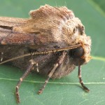 Agrotis exclamationis - Siatica výkričníková 133248