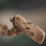 Agrotis exclamationis - Siatica výkričníková 163803