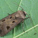 Agrotis exclamationis - Siatica výkričníková 165428