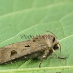 Agrotis exclamationis - Siatica výkričníková 170700