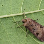 Agrotis exclamationis - Siatica výkričníková 171147