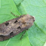 Agrotis exclamationis - Siatica výkričníková 173823