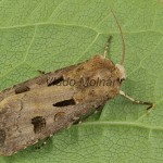 Agrotis exclamationis - Siatica výkričníková 174710