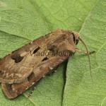 Agrotis exclamationis - Siatica výkričníková 18-27-39