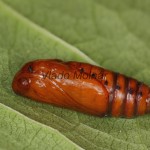 Agrotis exclamationis - Siatica výkričníková 18-57-05