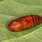 Agrotis exclamationis - Siatica výkričníková 18-58-38