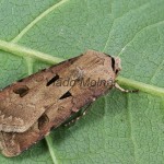 Agrotis exclamationis - Siatica výkričníková 180528