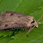 Agrotis exclamationis - Siatica výkričníková 19-42-21