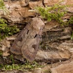 Agrotis exclamationis - Siatica výkričníková 192335