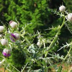 Cirsium eriophorum - Pichliač bielohlavý IMG_6298