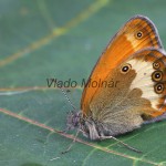 Coenonympha arcania - Očkáň medničkový  211436