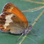 Coenonympha arcania - Očkáň medničkový  IMG_7556