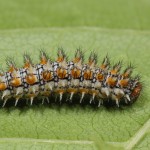 Melitaea didyma - Hnedáčik pyštekový 18-40-14