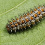 Melitaea didyma - Hnedáčik pyštekový 18-40-55