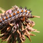 Melitaea didyma - Hnedáčik pyštekový 183713