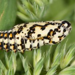 Melitaea didyma - Hnedáčik pyštekový 21-27-57