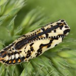 Melitaea didyma - Hnedáčik pyštekový 21-30-02