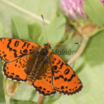 Melitaea didyma - Hnedáčik pyštekový IMG_2669