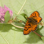 Melitaea didyma - Hnedáčik pyštekový IMG_2675