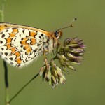 Melitaea didyma - Hnedáčik pyštekový IMG_5032