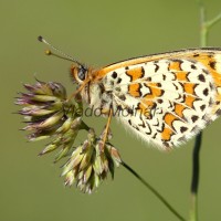 Melitaea didyma - Hnedáčik pyštekový IMG_5033