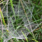 Pavučina 17-08-22