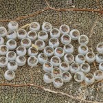 Phalera bucephala - Faléra lipová 17-41-44