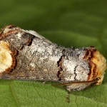 Phalera bucephala - Faléra lipová 17-45-01