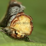 Phalera bucephala - Faléra lipová 17-47-24
