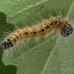 Phalera bucephala - Faléra lipová 17-56-15