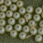 Phalera bucephala - Faléra lipová 18-04-43