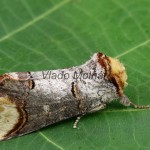 Phalera bucephala - Faléra lipová 183958