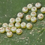 Phalera bucephala - Faléra lipová 20-02-43