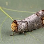 Phalera bucephala - Faléra lipová 201626