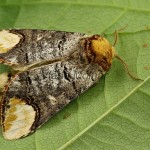 Phalera bucephala - Faléra lipová 212912