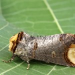 Phalera bucephala - Faléra lipová 222525