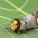 Phalera bucephala - Faléra lipová 222836