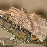 Pterostoma palpina - Chochlatka dvojzúbková 21-30-42