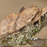 Pterostoma palpina - Chochlatka dvojzúbková 21-32-13