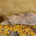 Pterostoma palpina - Chochlatka dvojzúbková 22-03-13