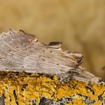 Pterostoma palpina - Chochlatka dvojzúbková 22-05-07