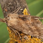 Pterostoma palpina - Chochlatka dvojzúbková 22-22-34