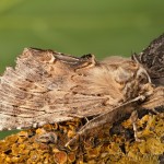 Pterostoma palpina - Chochlatka dvojzúbková 22-27-16