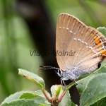 Satyrium acaciae - Ostrôžkár malý IMG_6050