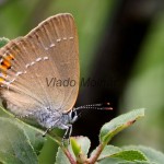 Satyrium acaciae - Ostrôžkár malý IMG_6051