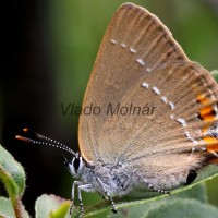 Satyrium acaciae - Ostrôžkár malý IMG_6052