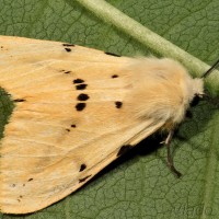 Spilosoma lutea - Spriadač bazový 16-31-27